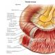 Тонка кишка (тонкий кишечник) Клітинний склад слизової оболонки тонкого кишечника