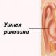 Слуховий апарат людини: будова вуха, функції, патології Послідовність розташування частин органу слуху