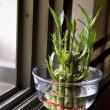 Bambù a crescita della stanza (48 foto): vista e riproduzione