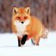 Common fox, description, habitat, lifestyle, what it eats, reproduction, photo, video