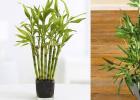 How to find bamboo in the home