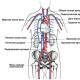 Üst ve alt boş damarlar: sistem, budova ve fonksiyonlar, patoloji