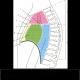 前中部Seredostinnyaの臨床解剖学：コードン、中央に上昇