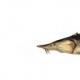 雑草魚シベリアの魚の名前