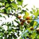 Mandžiūrijos abrikosų veislės ypatybės, atsparumo šalčiui aprašymas ir sietelių priežiūra
