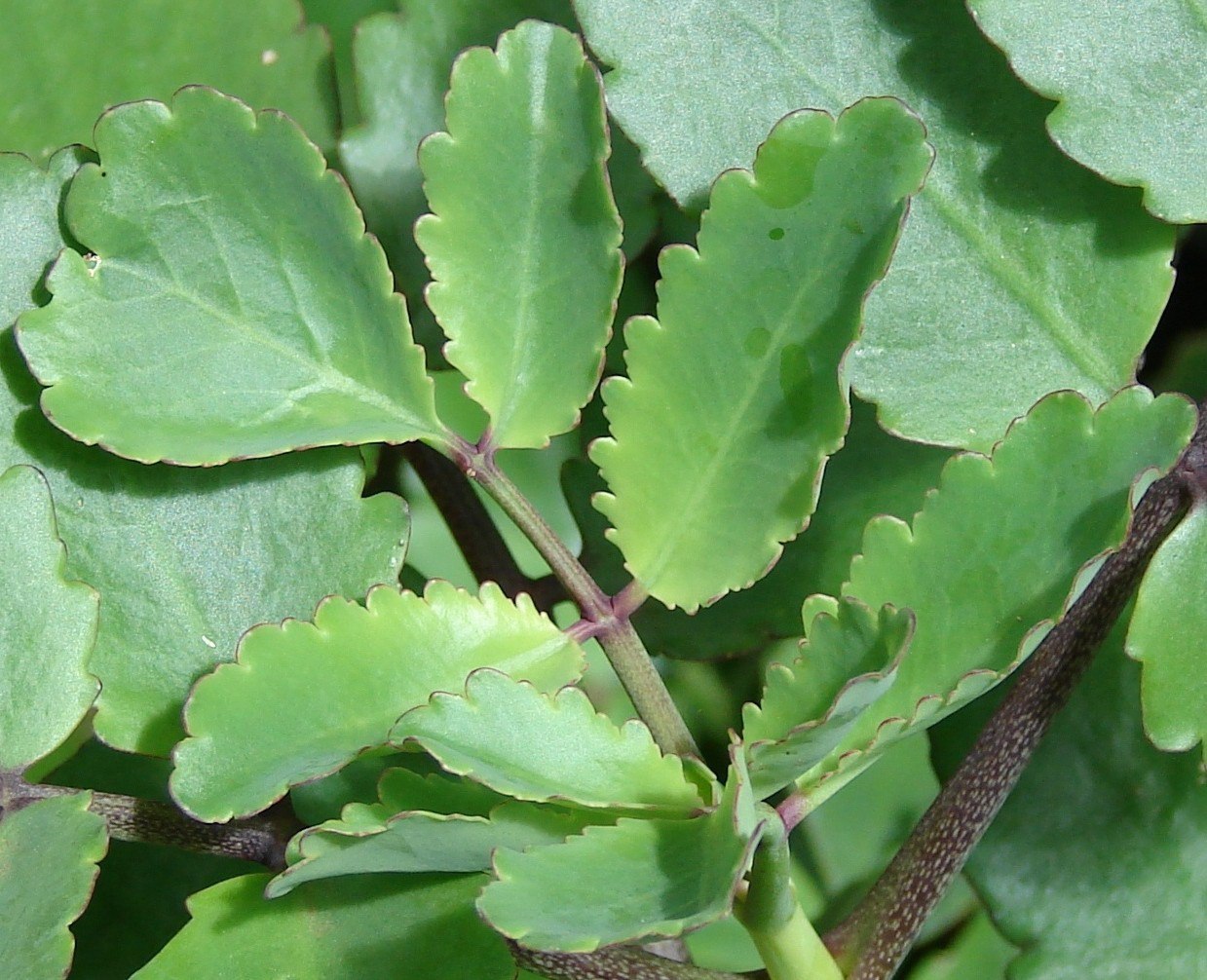 丸い葉のカランコエ カランコエの種類 Kalandiva Cirrus Degremona Blossfeld