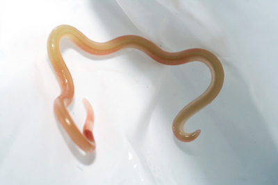 pinworm vermacar