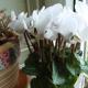 Growing cyclamen from seeds