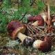 Mushroom poisoning: symptoms and signs, treatment and prevention