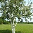 We study a tree, playing: riddles about a birch