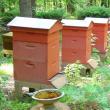 Nuova tecnologia di apicoltura